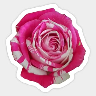 Pink and White Rose Sticker